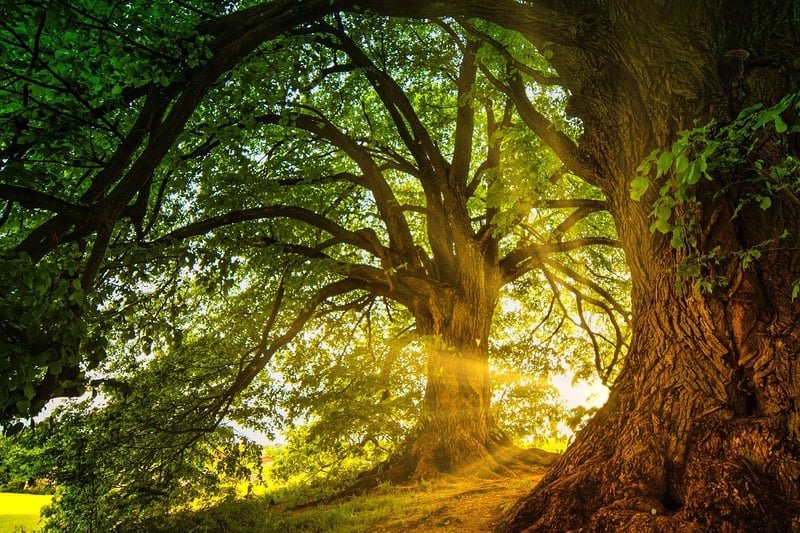 Enchanted Journeys