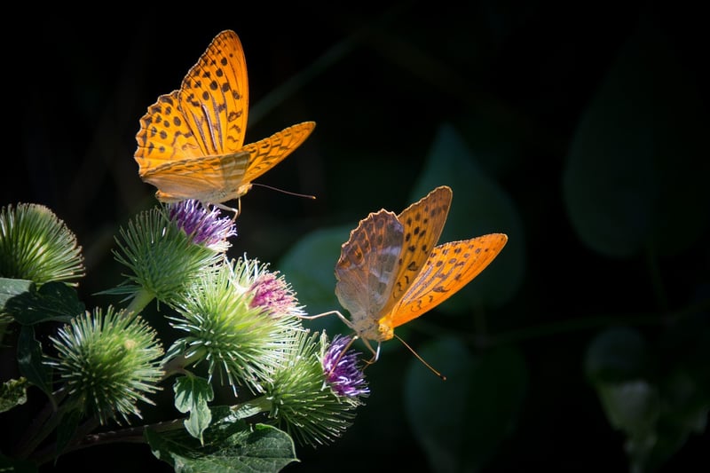 Fairy-Tale Feast